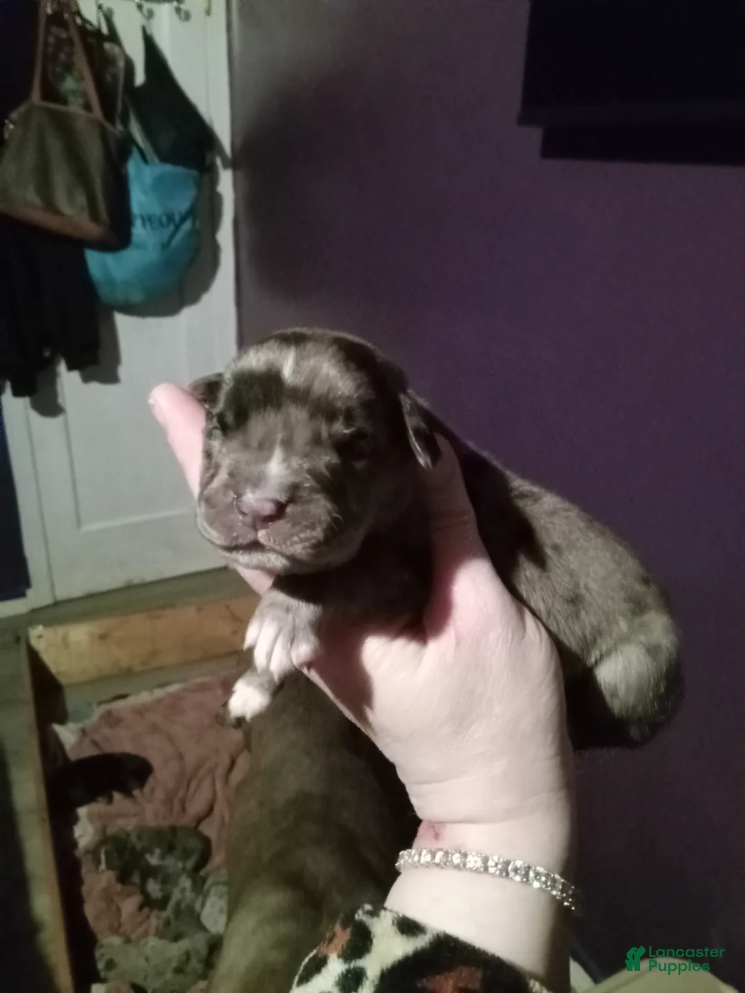 Daniff dogs for sale: COCOA-Daniff Puppy 2  - Ad 2