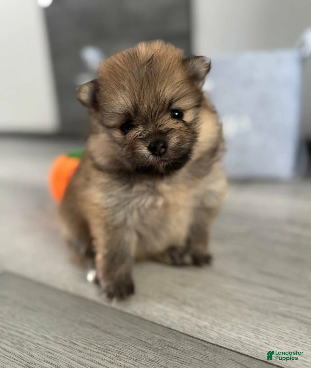 Pomeranian dogs for sale: Elsy - Ad 1