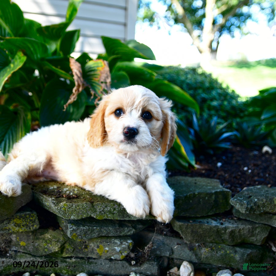 Cavachon dogs Lisa - Ad 2