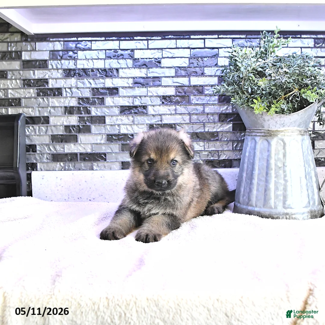 German Shepherd dogs for sale: Bolt - Ad 1