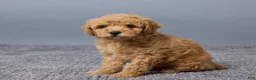 Miniature Poodle dogs for sale: Rosie - Ad 3