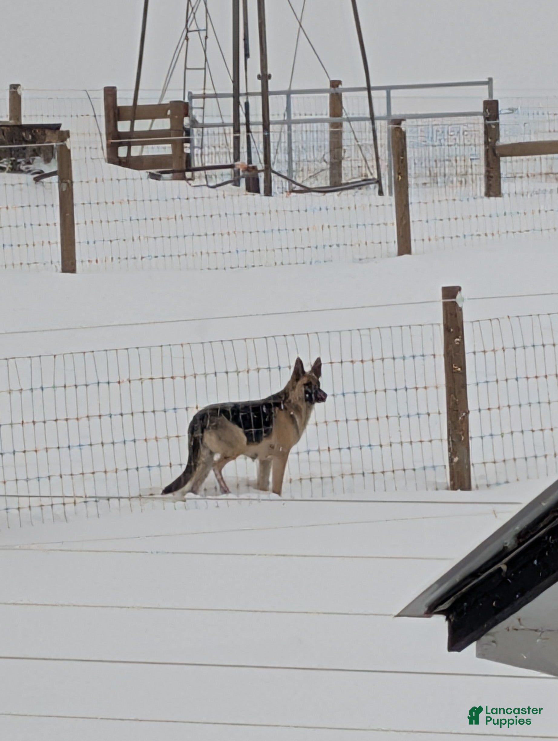 German Shepherd dogs German Shepherd Puppy 6 - Ad 21