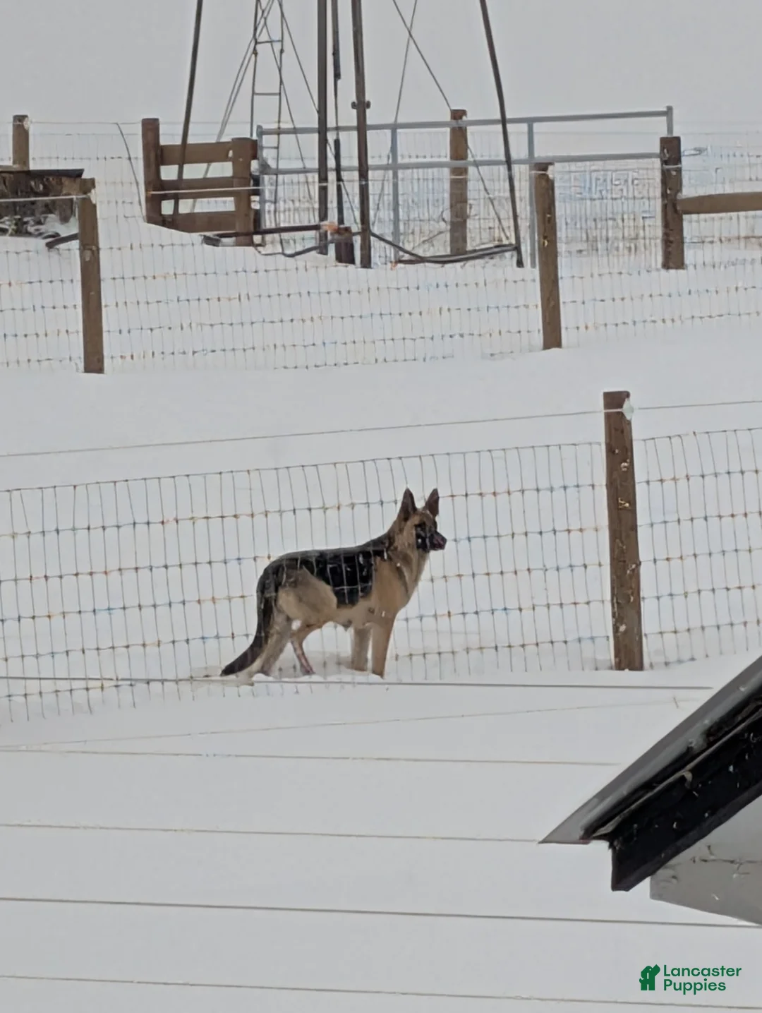 German Shepherd dogs for sale: Sara - Ad 13