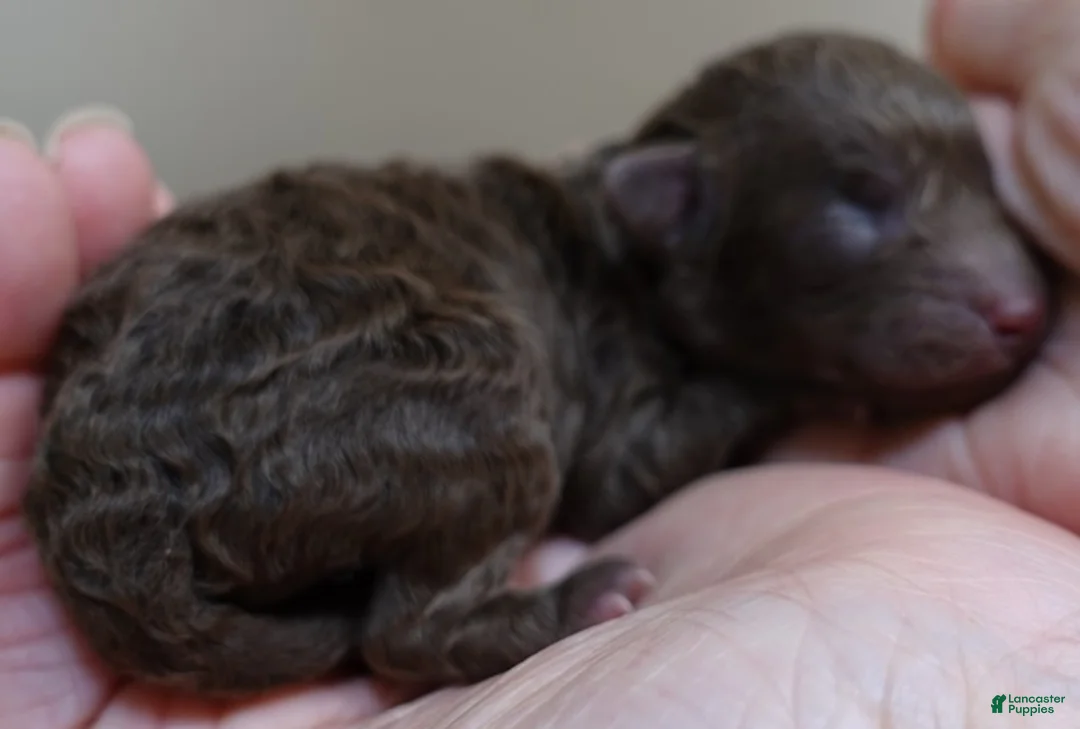 Toy Poodle dogs for sale: solid chocolate female poodle - Ad 6