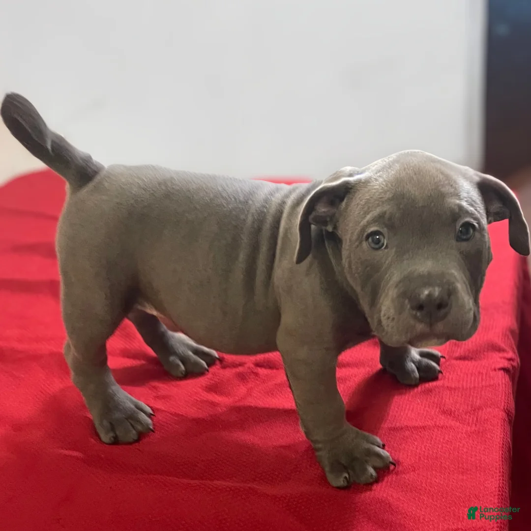 American Bully dogs for sale: Rocko - Ad 20