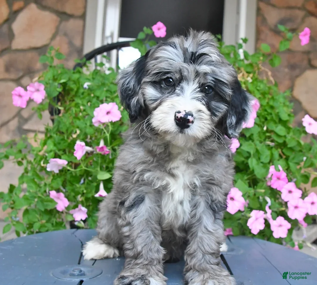 Mixed Breed dogs for sale: Prince - Ad 1