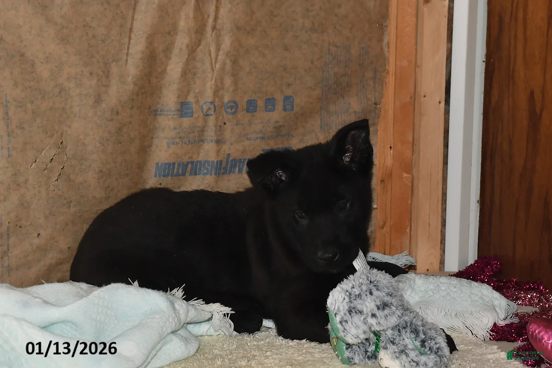 Belgian Malinois dogs for sale: Pepper - Ad 5