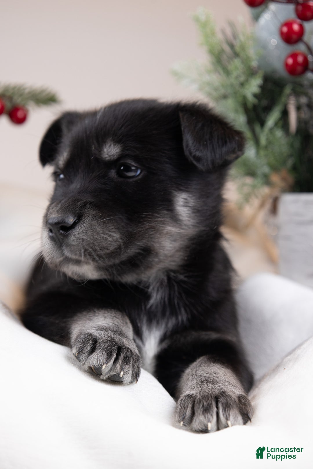 Goberian dogs for sale: Bear - Ad 13