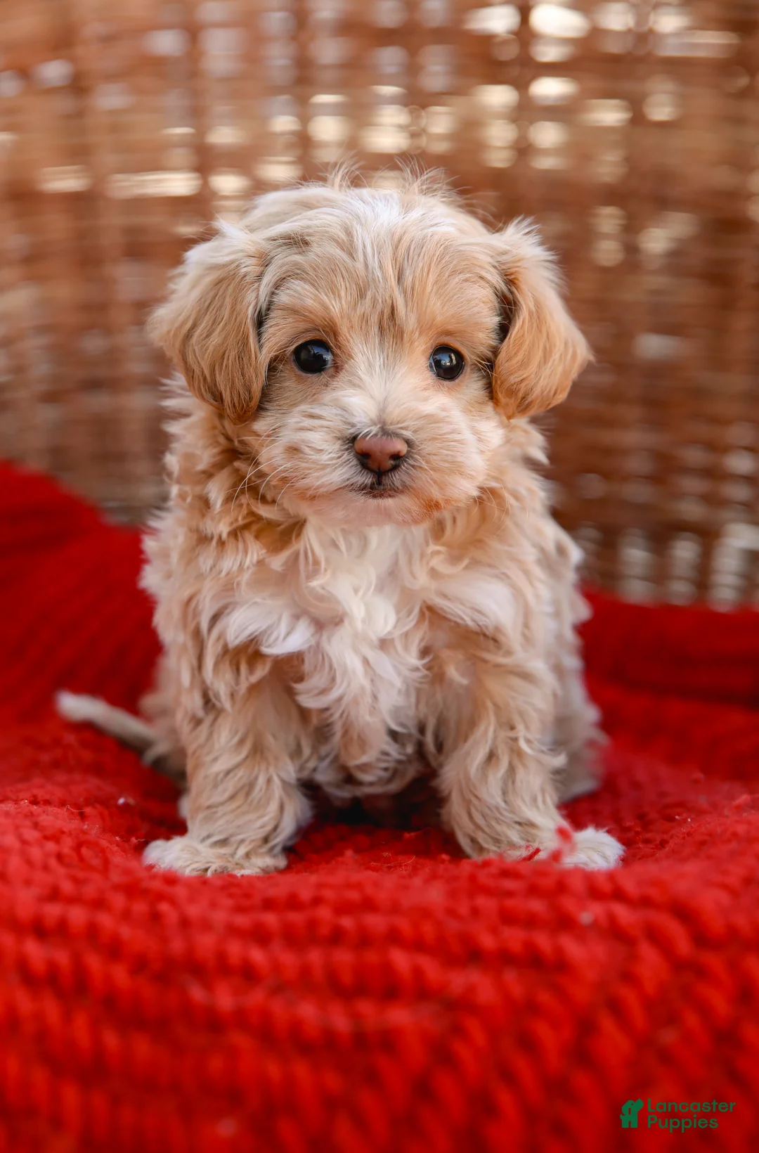 Maltipoo dogs for sale: Stanley - Ad 4