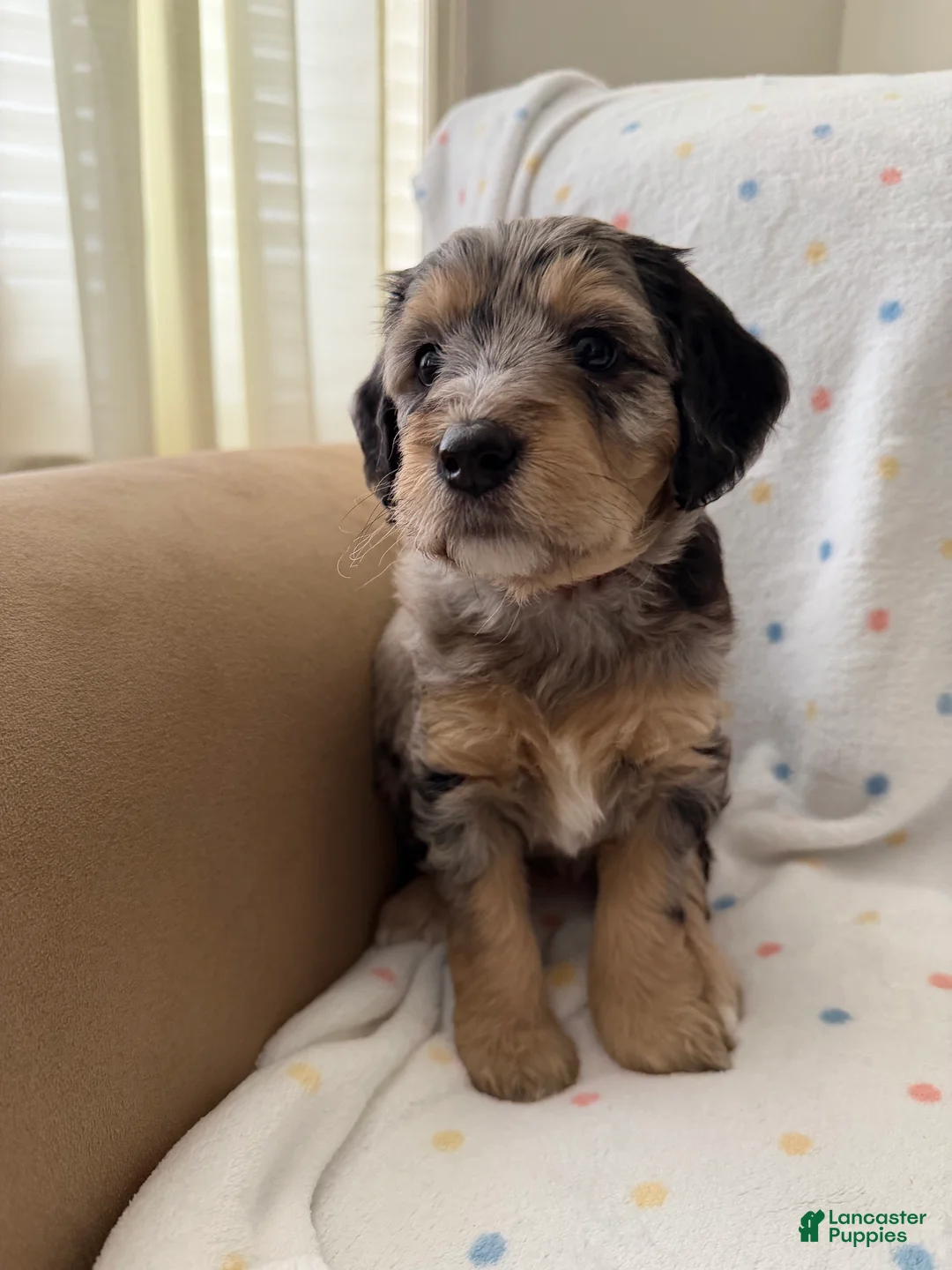 Mini Goldendoodle dogs for sale: Red Female, Goldendoodle 4 - Ad 2
