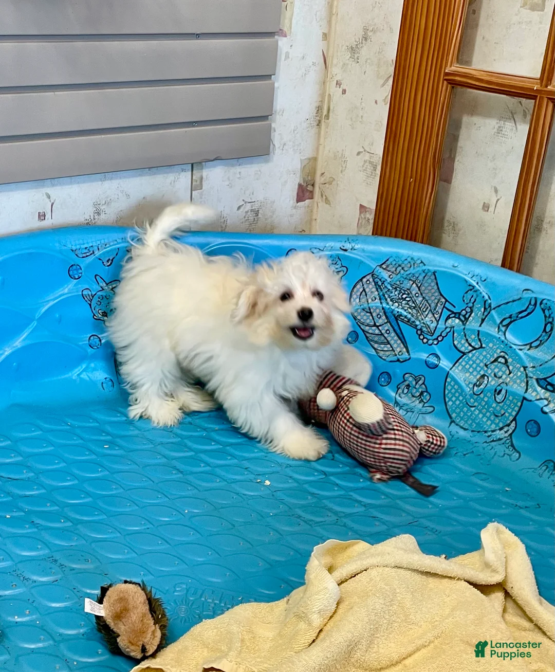 Mixed Breed dogs for sale: Sissy - Ad 5