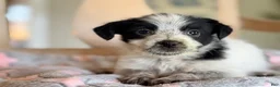 Mixed Breed dogs for sale: Hoodle 1  - Ad 1