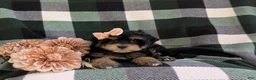 Havapoo dogs for sale: Shanna Hypoallergenic - Ad 6