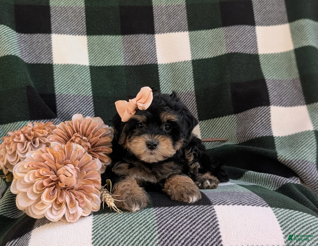 Havapoo dogs for sale: Shanna Hypoallergenic - Ad 6