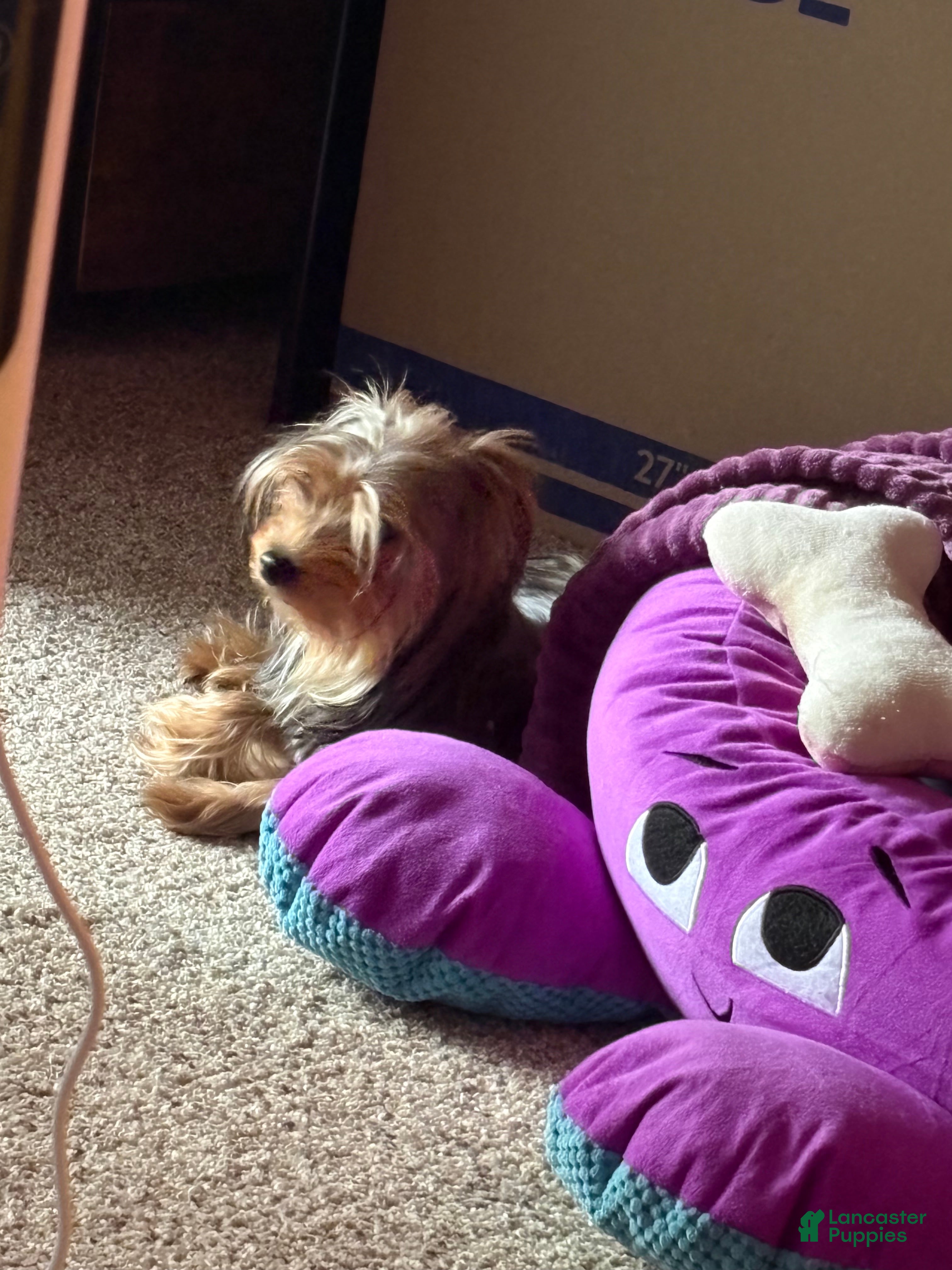 Yorkshire Terrier dogs Penny - Ad 2
