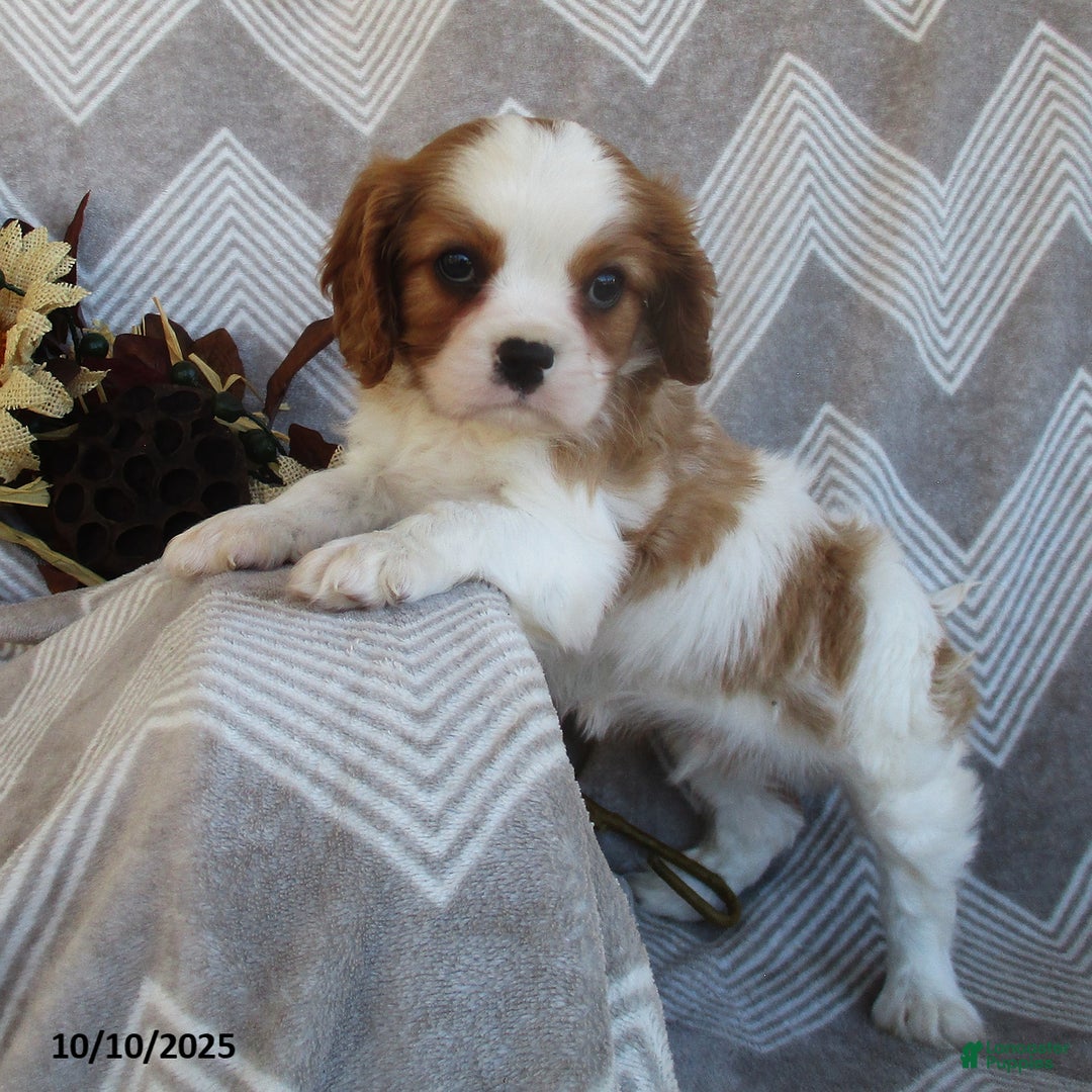 Cavalier King Charles Spaniel dogs for sale: Tyler - Ad 2