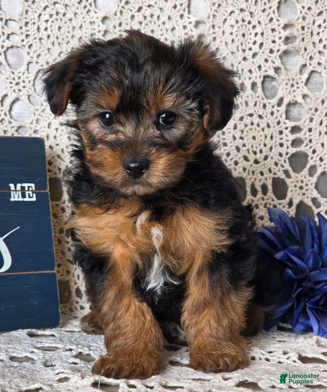 Yorkiepoo dogs for sale: Elvis - Ad 4