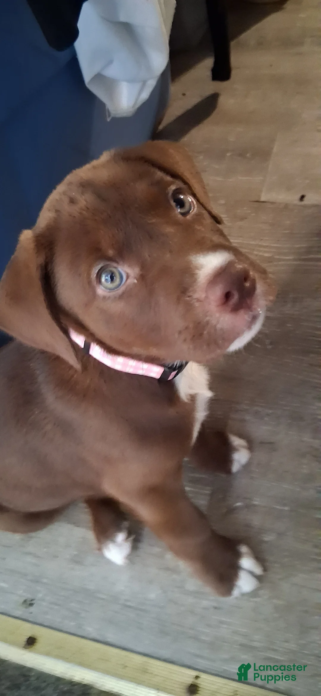 American Pit Bull Terrier dogs for sale: American Pit Bull Terrier  - Ad 1