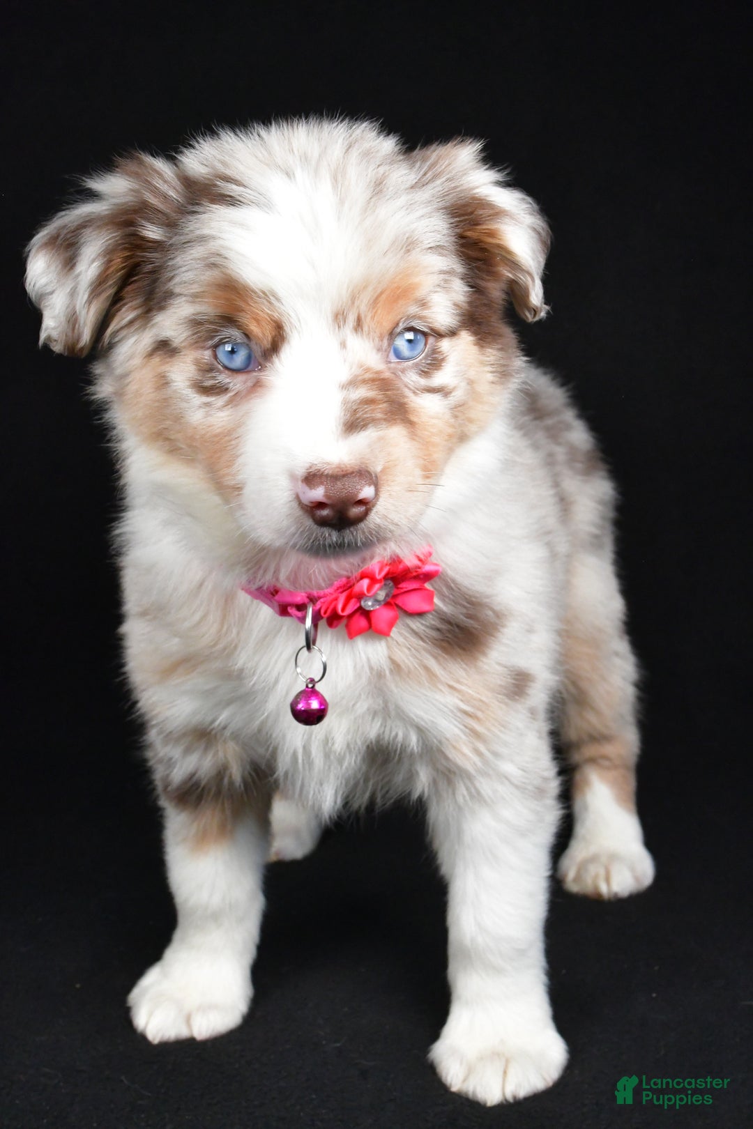 Miniature Australian Shepherd dogs for sale: Olivia - Ad 7