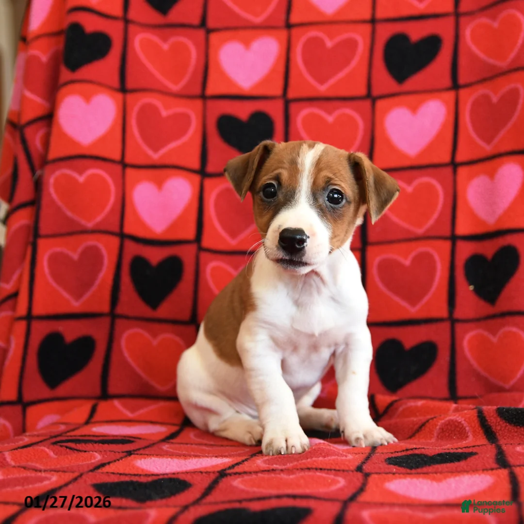 Jack Russell Terrier dogs for sale: Chocolate - Ad 2