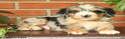 Bernedoodle dogs for sale: Jumper - Ad 3