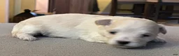 Maltipoo dogs for sale: Paisley - Ad 4