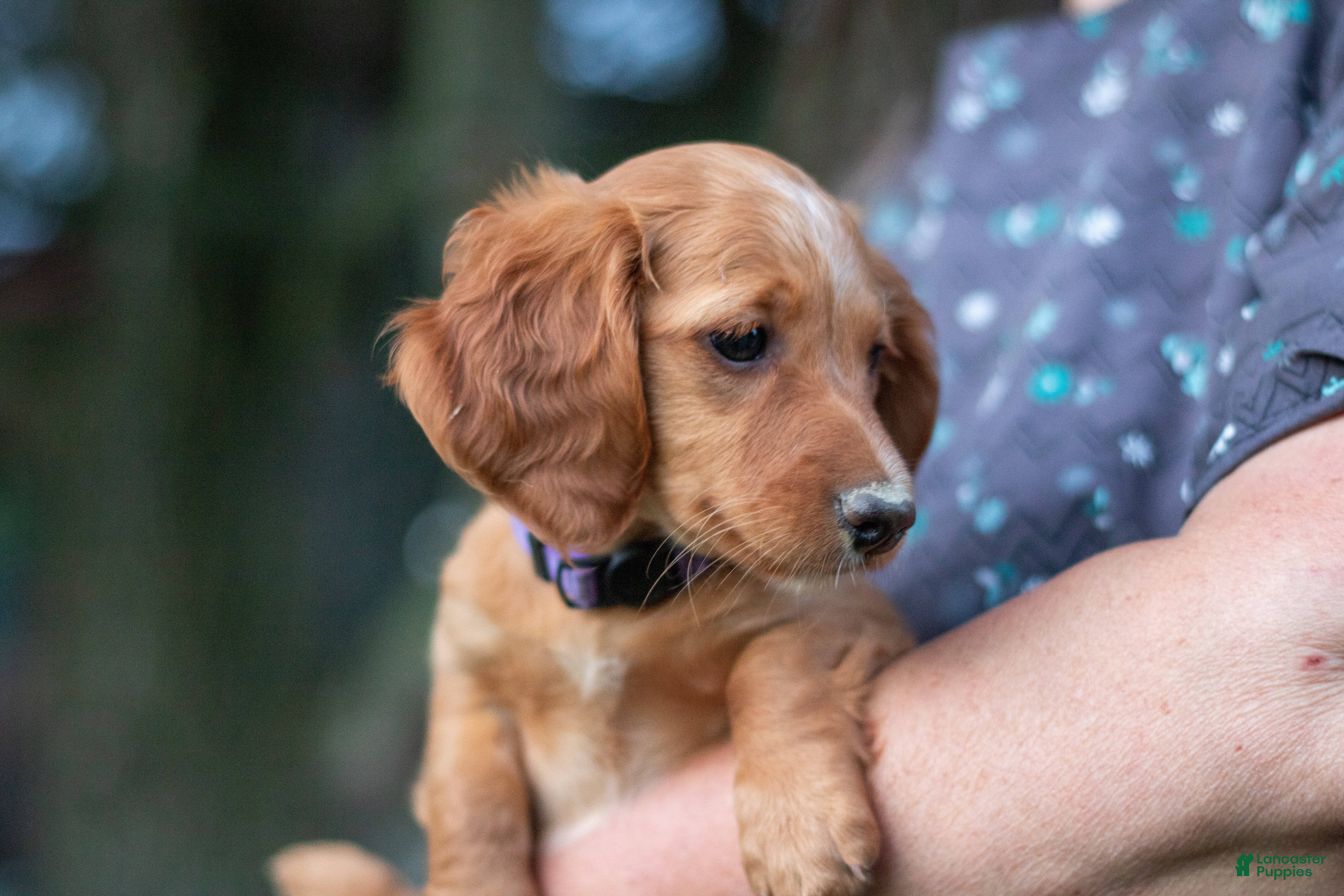 Miniature Dachshund dogs Beatrice  - Ad 28