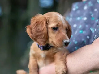 Miniature Dachshund dogs Beatrice - Ad 28