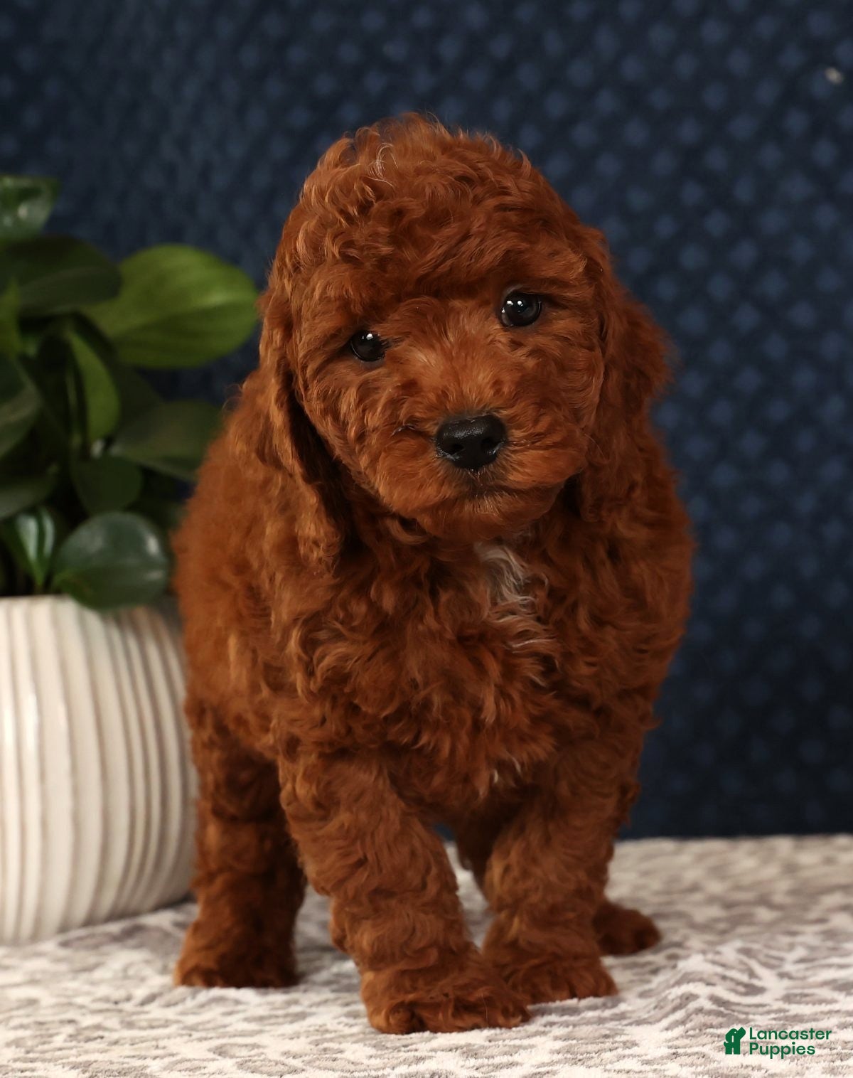 Miniature Poodle dogs Stanley - Ad 22