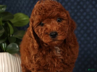 Miniature Poodle dogs Stanley - Ad 8