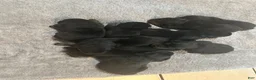 Rottweiler dogs for sale: Rottweiler Puppy 2 - Ad 2