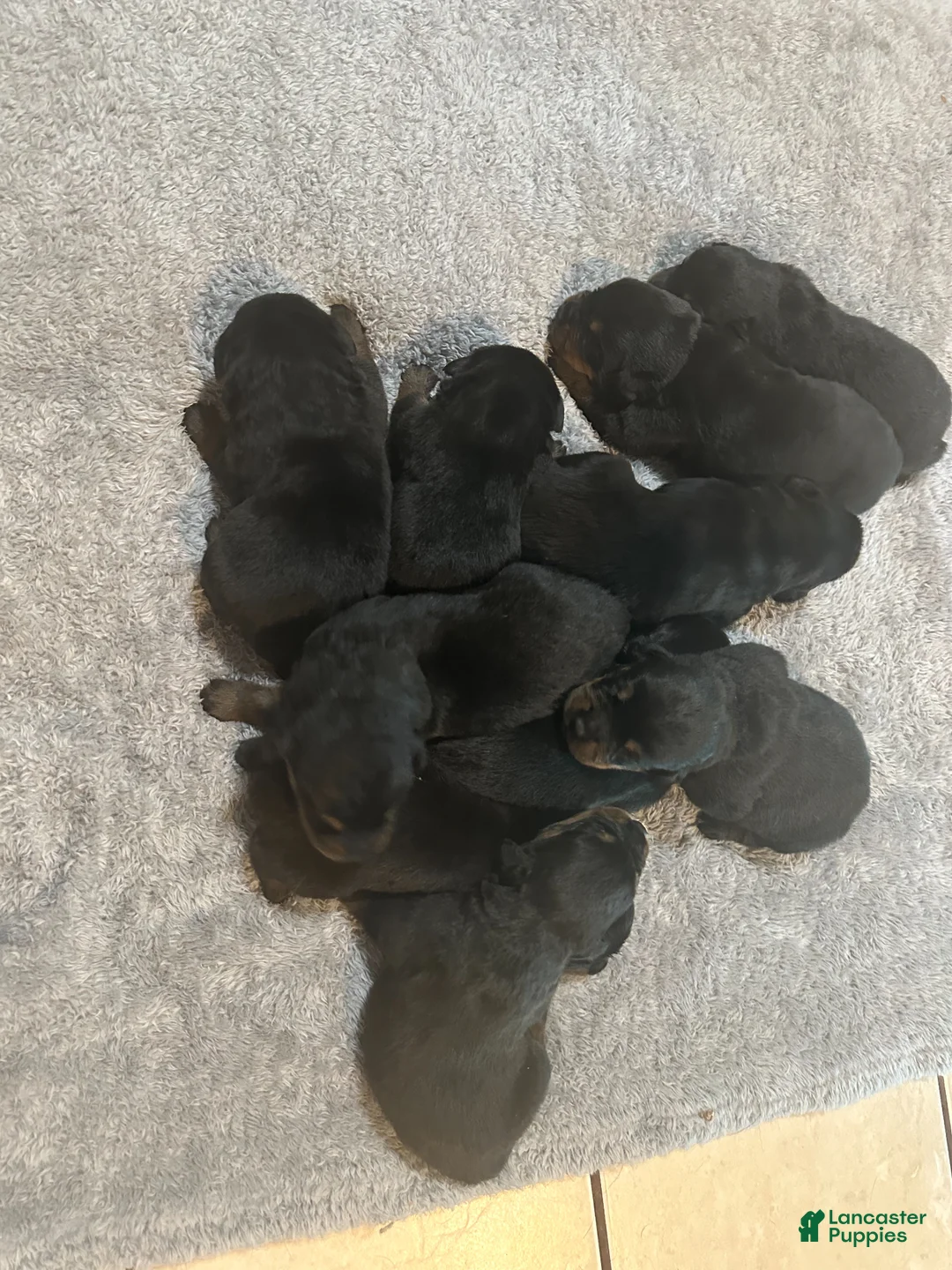 Rottweiler dogs for sale: Rottweiler Puppy 2 - Ad 2