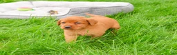 Labrador Retriever dogs for sale: Rachel  - Ad 2