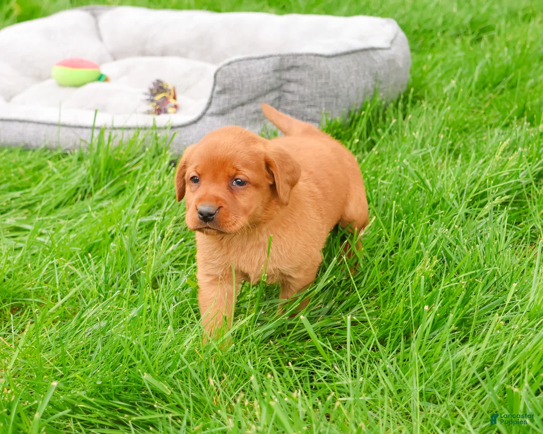Labrador Retriever dogs for sale: Rachel  - Ad 2