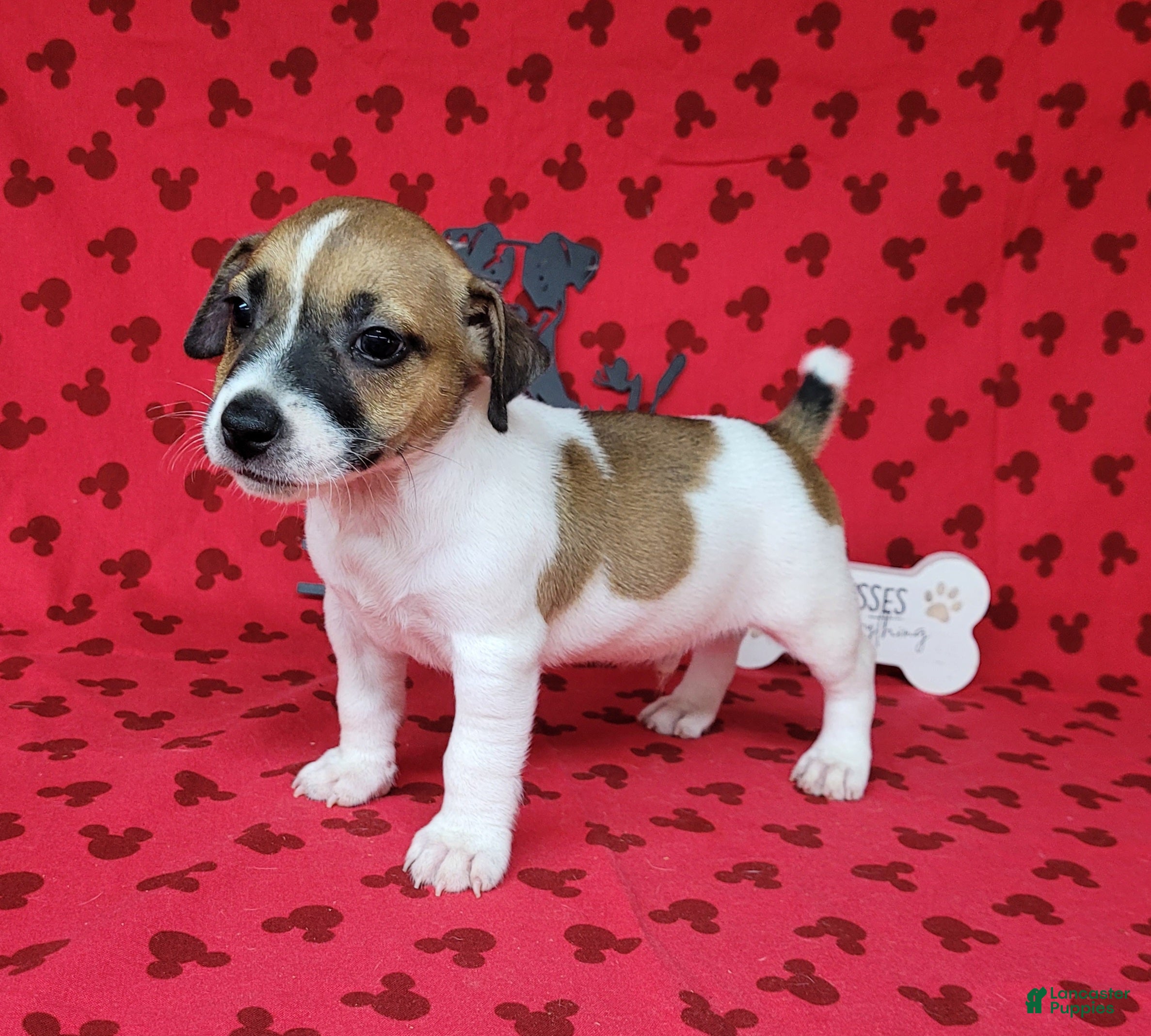 Jack Russell Terrier dogs Pyro CKC Reg male  - Ad 1