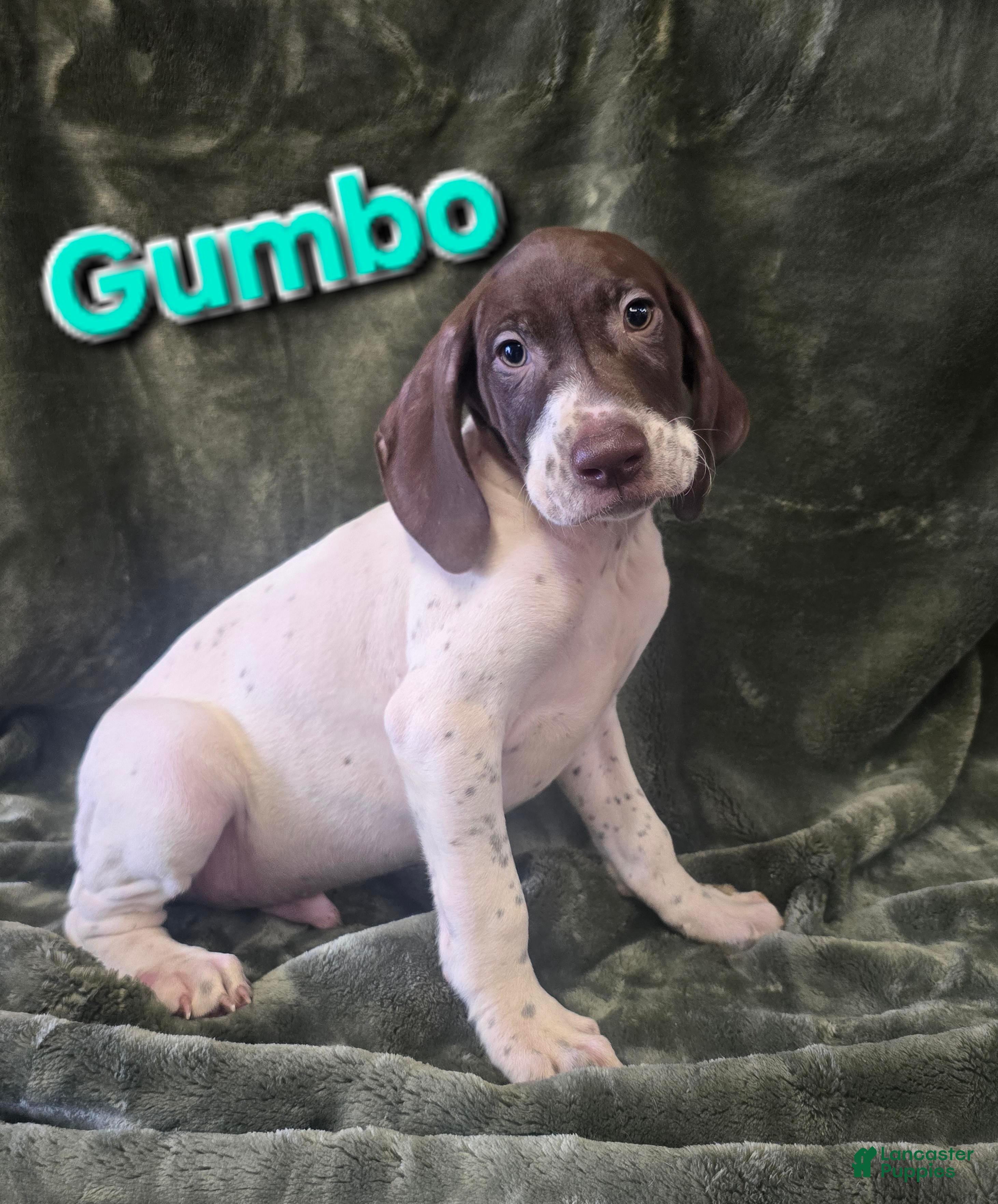 German Shorthaired Pointer dogs GUMBO - Ad 34
