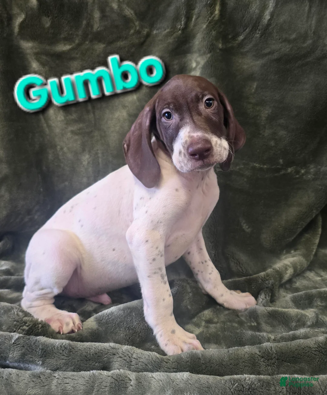 German Shorthaired Pointer dogs for sale: GUMBO - Ad 1