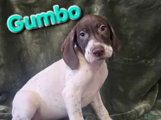 German Shorthaired Pointer dogs GUMBO - Ad 26