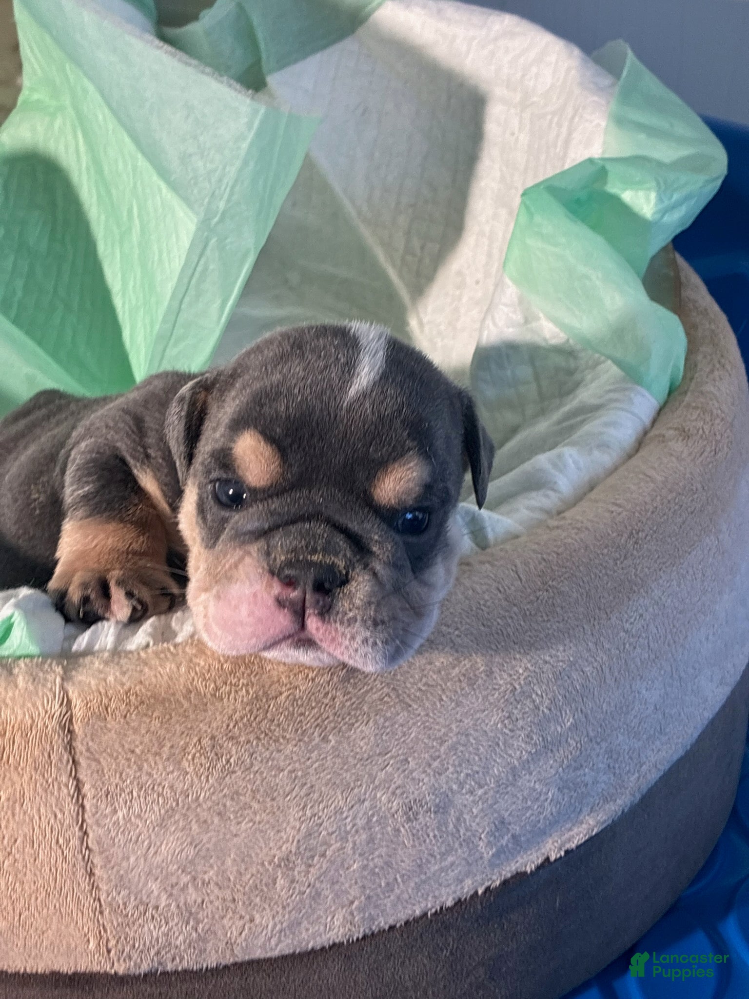 English Bulldog dogs Hershee - Ad 1