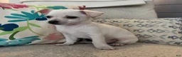 Chihuahua dogs for sale: Benny - Ad 3