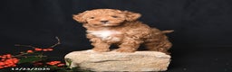 Toy Poodle dogs for sale: Tiny Kodac - Ad 2