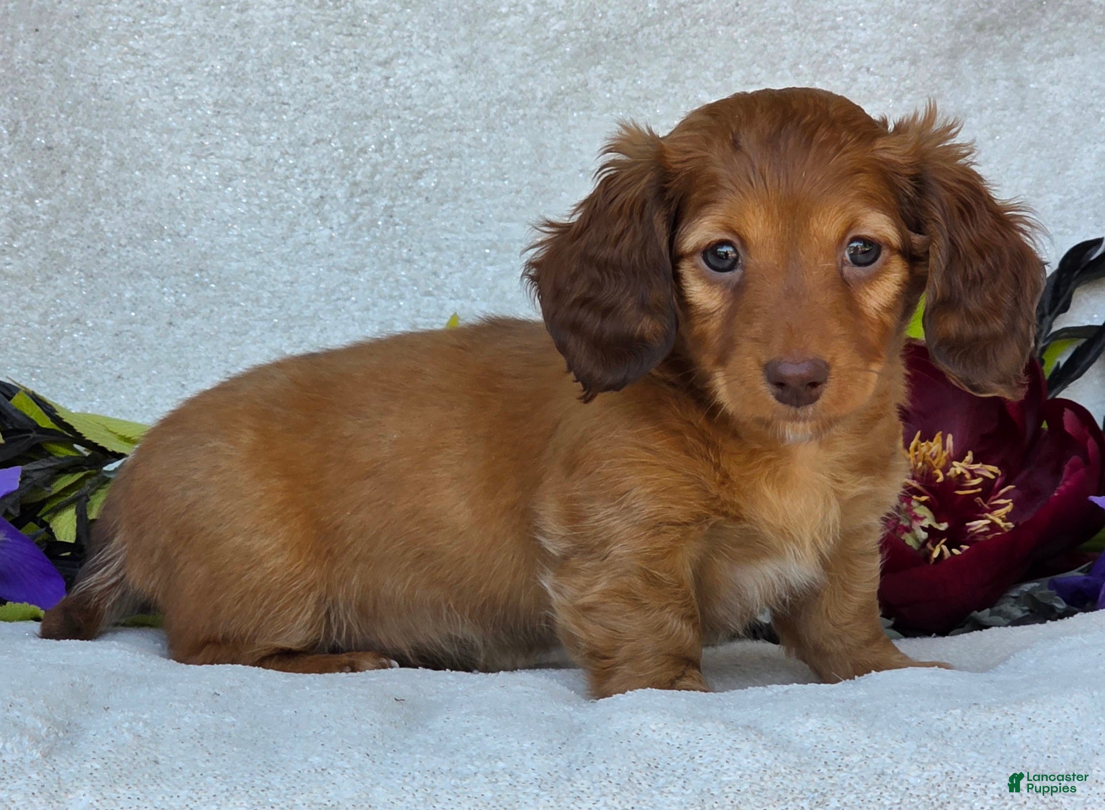 Miniature Dachshund dogs for sale: Liana - Ad 3