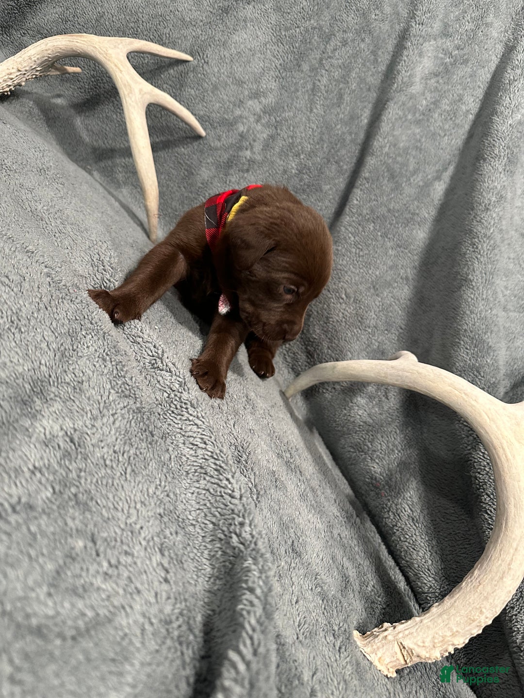 Labrador Retriever dogs for sale: Coco - Ad 4