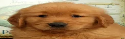 Golden Retriever dogs for sale: Dane - Ad 9