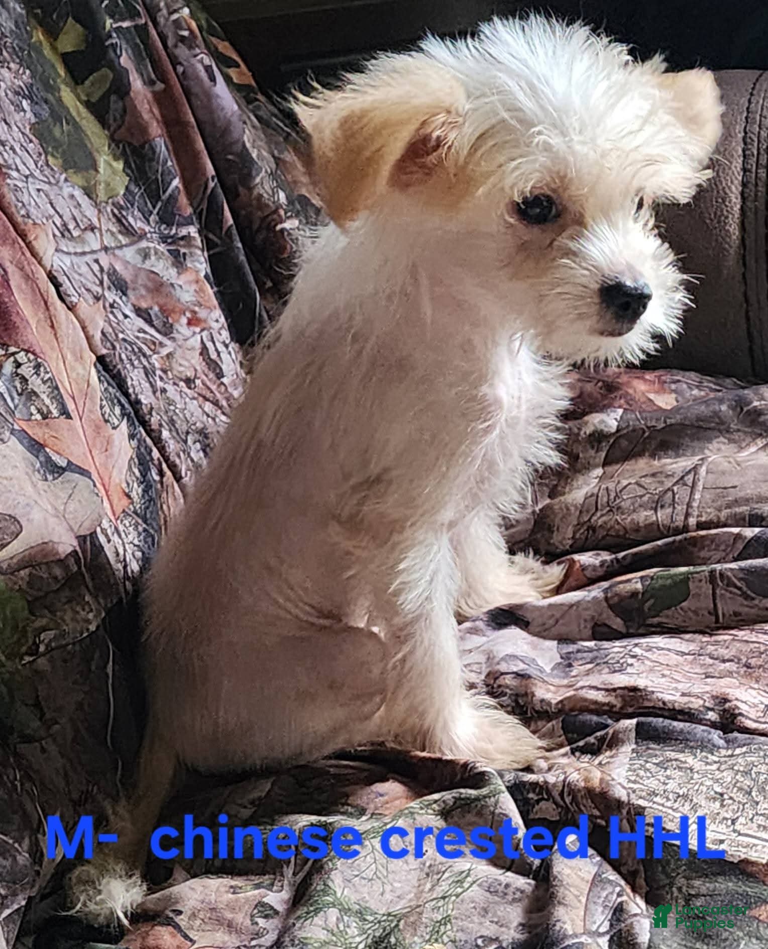 Chinese Crested dogs Chinese Crested 1 - Ad 1