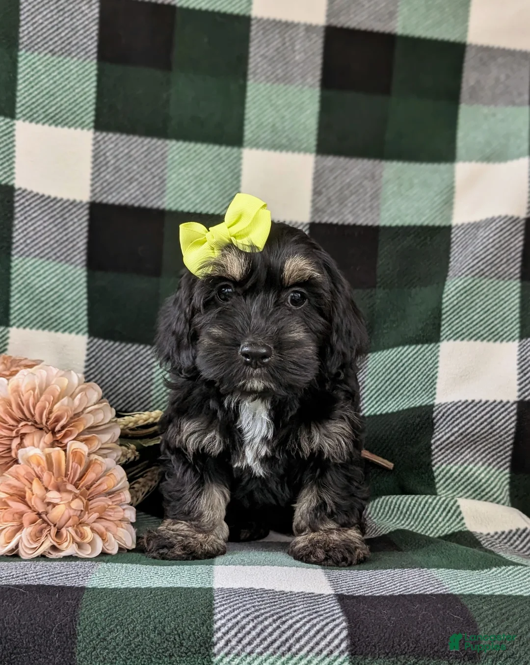 Cockapoo dogs for sale: Laureen - Ad 1