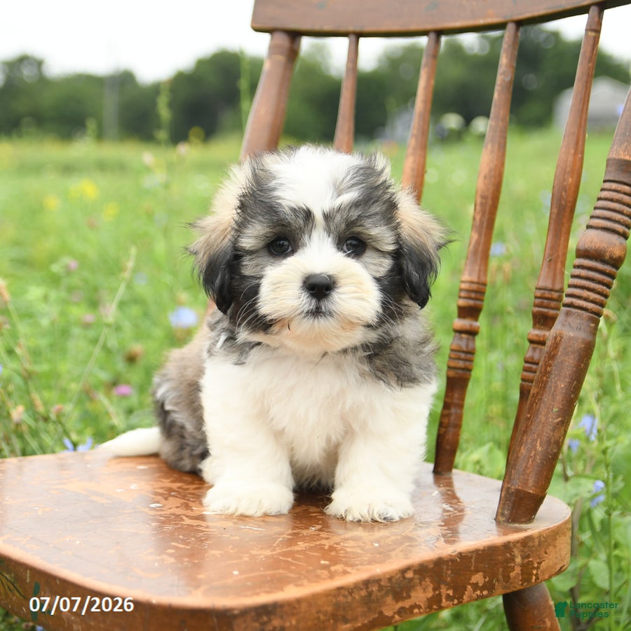 Malshi dogs Dean - Ad 1