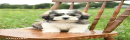 Malshi dogs for sale: Dean - Ad 6