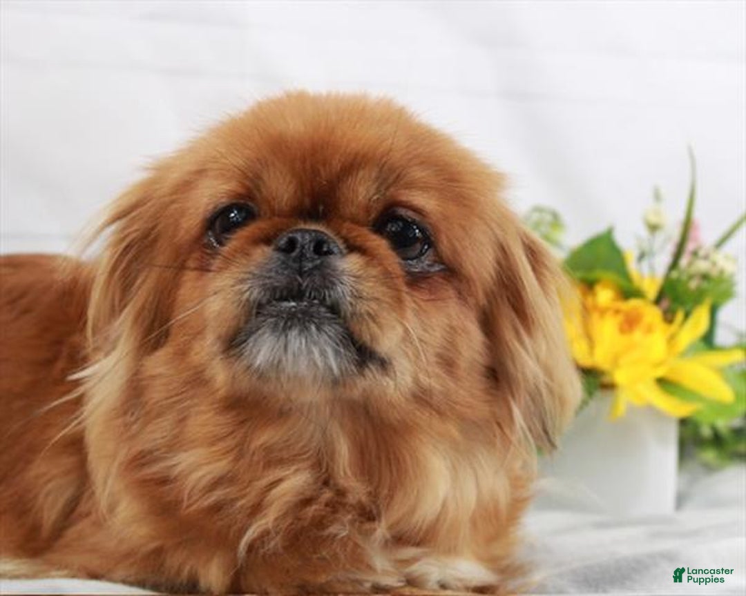 Mixed Breed dogs for sale: Mixed Breed Puppy 2 - Ad 7