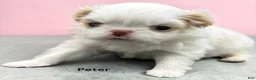 Japanese Chin dogs for sale: Kimi - Ad 5